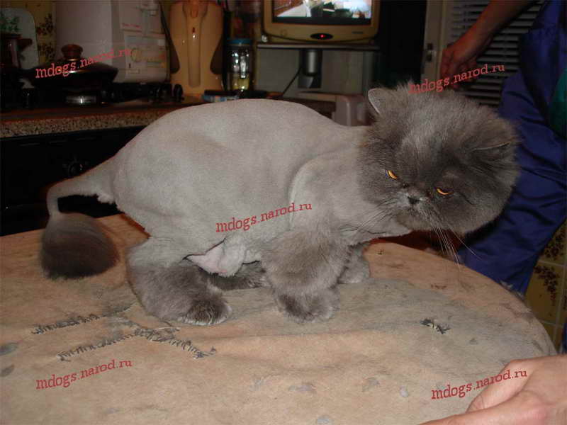 Стрижки персов. Фолтогалерея. Стрижка собак и кошек с выездом на дом.