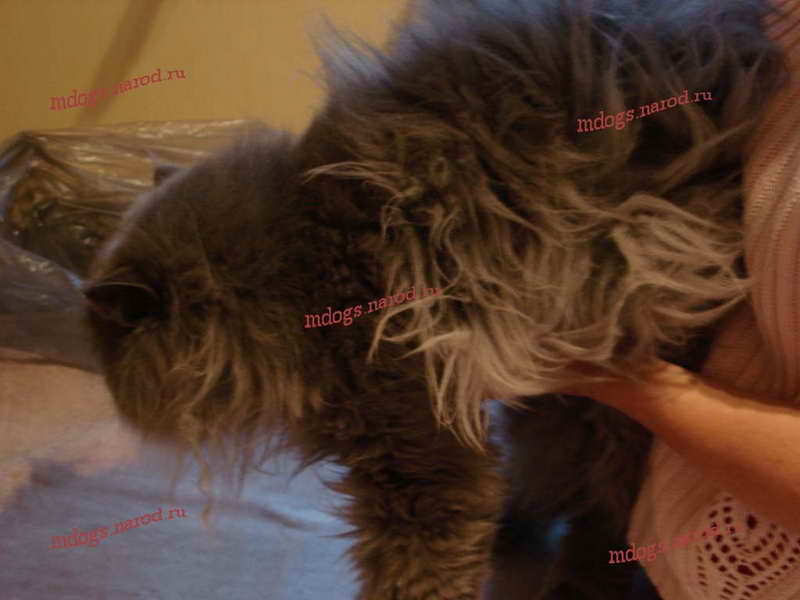 Стрижки персов. Фолтогалерея. Стрижка собак и кошек с выездом на дом.