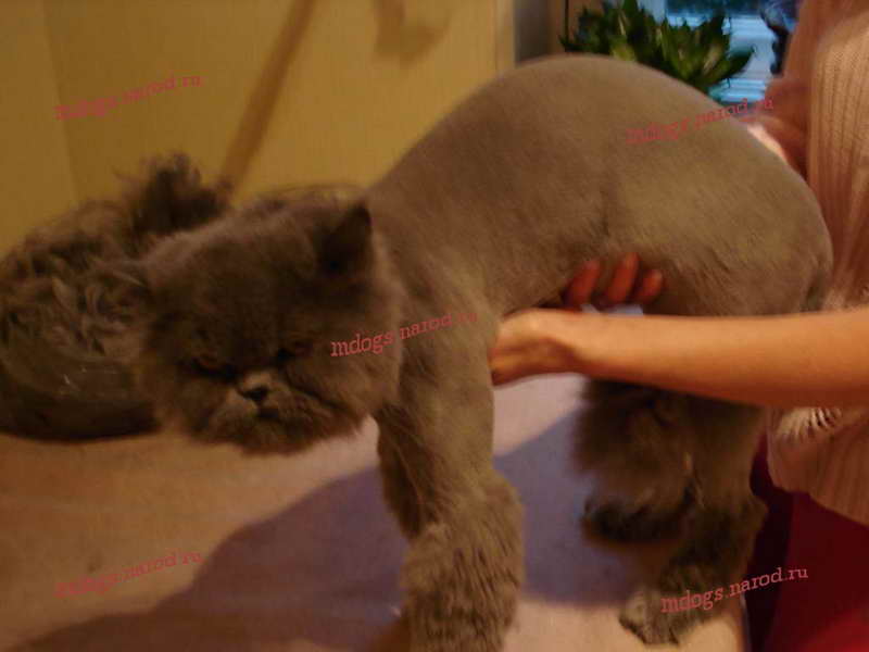 Стрижки персов. Фолтогалерея. Стрижка собак и кошек с выездом на дом.