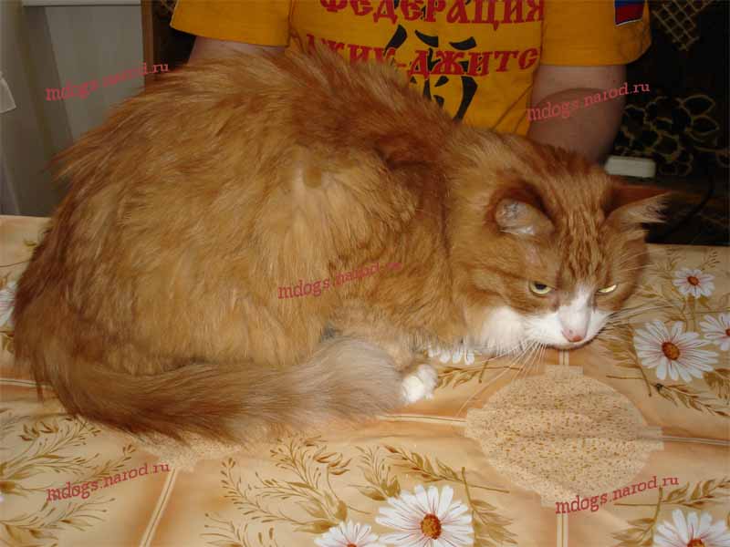 Стрижки персов. Фолтогалерея. Стрижка собак и кошек с выездом на дом.