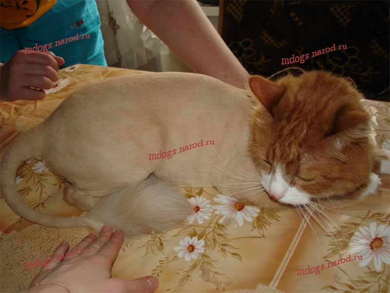 Стрижки персов. Фолтогалерея. Стрижка собак и кошек с выездом на дом.