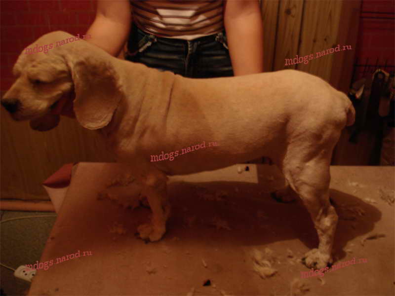 Стрижки спаниелей. Фолтогалерея. Стрижки терьеров, персов, экзотов, сибиряков, пуделей, шнауцеров, кокеров, спаниелей. Стрижка собак и кошек с выездом на дом.