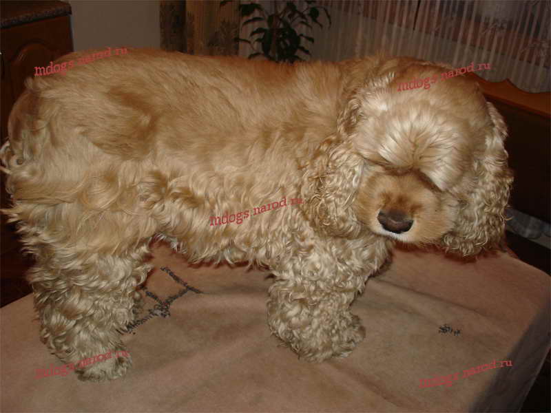 Стрижки спаниелей. Фолтогалерея. Стрижки терьеров, персов, экзотов, сибиряков, пуделей, шнауцеров, кокеров, спаниелей. Стрижка собак и кошек с выездом на дом.