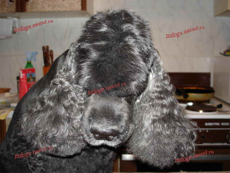 Стрижки спаниелей. Фолтогалерея. Стрижки терьеров, персов, экзотов, сибиряков, пуделей, шнауцеров, кокеров, спаниелей. Стрижка собак и кошек с выездом на дом.