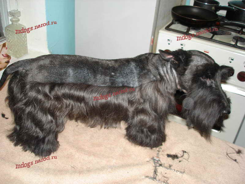 Стрижки терьеров. Фолтогалерея. Стрижки терьеров, персов, экзотов, сибиряков, пуделей, шнауцеров, кокеров, спаниелей. Стрижка собак и кошек с выездом на дом.