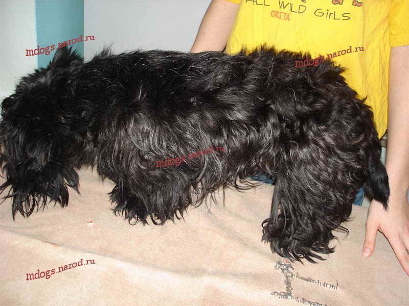 Стрижки терьеров. Фолтогалерея. Стрижки терьеров, персов, экзотов, сибиряков, пуделей, шнауцеров, кокеров, спаниелей. Стрижка собак и кошек с выездом на дом.