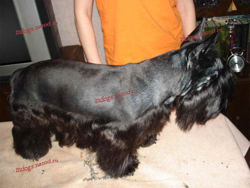 Стрижки терьеров. Фолтогалерея. Стрижки терьеров, персов, экзотов, сибиряков, пуделей, шнауцеров, кокеров, спаниелей. Стрижка собак и кошек с выездом на дом.