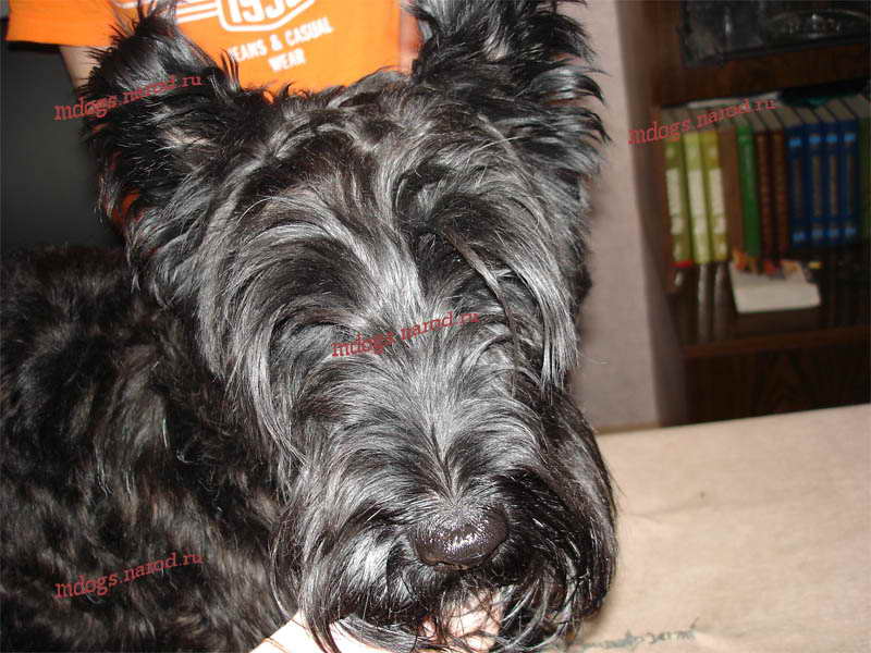 ССтрижки терьеров. Фолтогалерея. Стрижки терьеров, персов, экзотов, сибиряков, пуделей, шнауцеров, кокеров, спаниелей. Стрижка собак и кошек с выездом на дом.