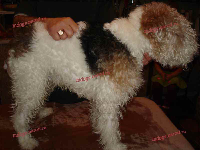 Стрижки терьеров. Фолтогалерея. Стрижки терьеров, персов, экзотов, сибиряков, пуделей, шнауцеров, кокеров, спаниелей. Стрижка собак и кошек с выездом на дом.