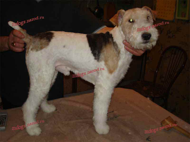 Стрижки терьеров. Фолтогалерея. Стрижки терьеров, персов, экзотов, сибиряков, пуделей, шнауцеров, кокеров, спаниелей. Стрижка собак и кошек с выездом на дом.