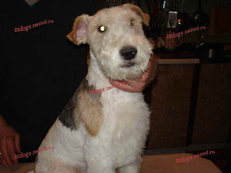 Стрижки терьеров. Фолтогалерея. Стрижки терьеров, персов, экзотов, сибиряков, пуделей, шнауцеров, кокеров, спаниелей. Стрижка собак и кошек с выездом на дом.