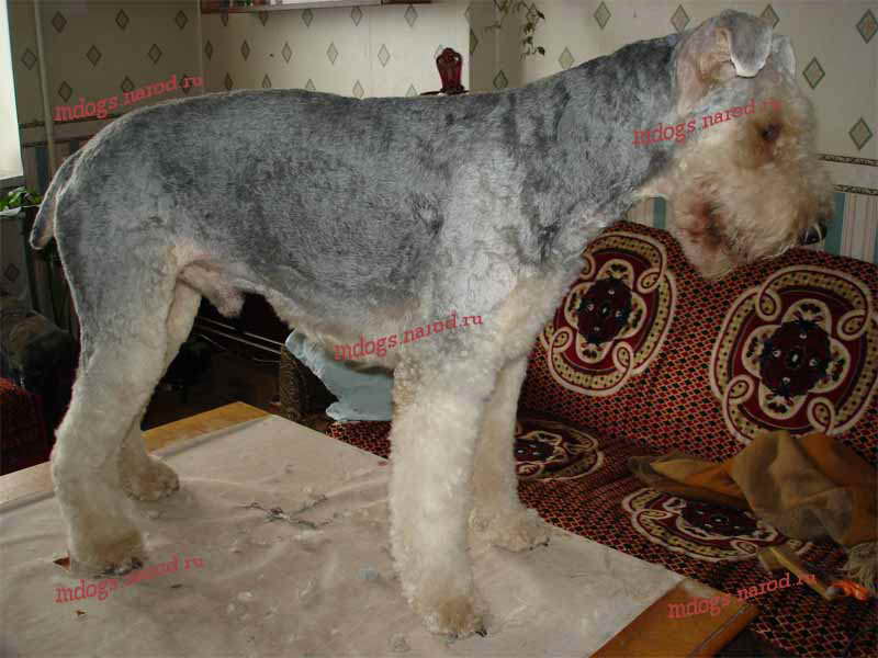 Стрижки терьеров. Фолтогалерея. Стрижки терьеров, персов, экзотов, сибиряков, пуделей, шнауцеров, кокеров, спаниелей. Стрижка собак и кошек с выездом на дом.