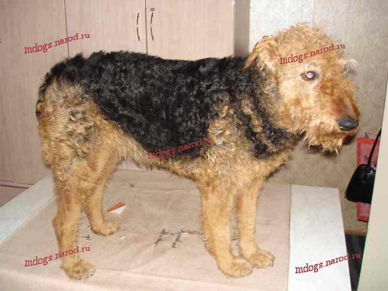 Стрижки терьеров. Фолтогалерея. Стрижки терьеров, персов, экзотов, сибиряков, пуделей, шнауцеров, кокеров, спаниелей. Стрижка собак и кошек с выездом на дом.