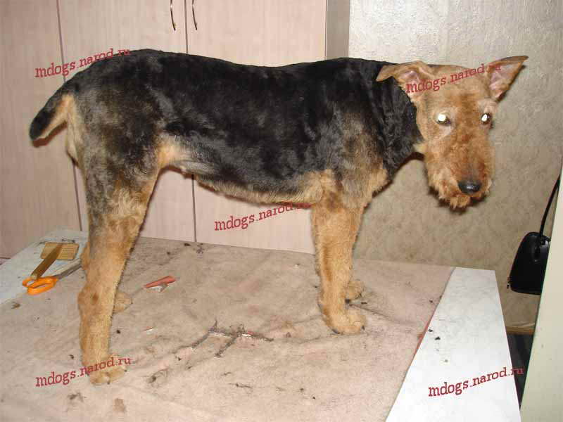 Стрижки терьеров. Фолтогалерея. Стрижки терьеров, персов, экзотов, сибиряков, пуделей, шнауцеров, кокеров, спаниелей. Стрижка собак и кошек с выездом на дом.